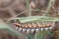 Acronicta (Viminia) euphorbiae